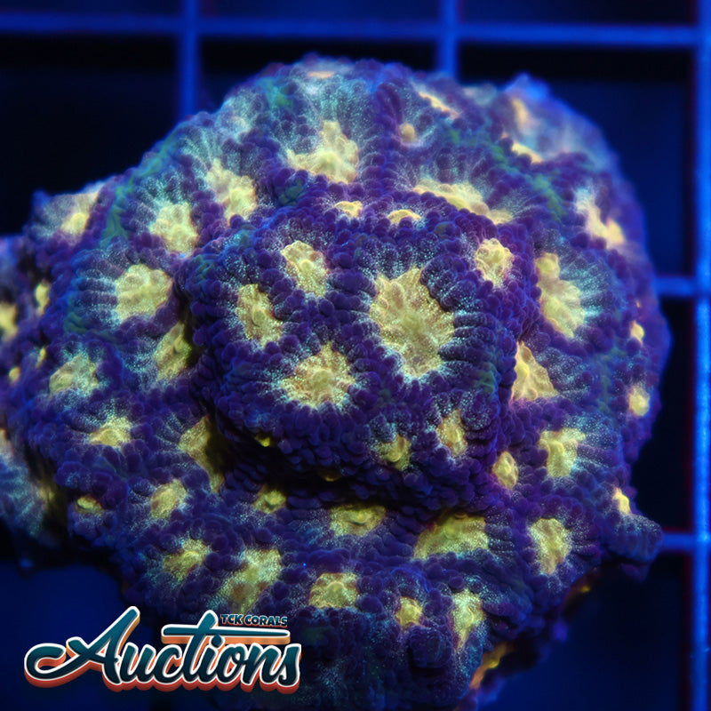 TCK Purple Favia