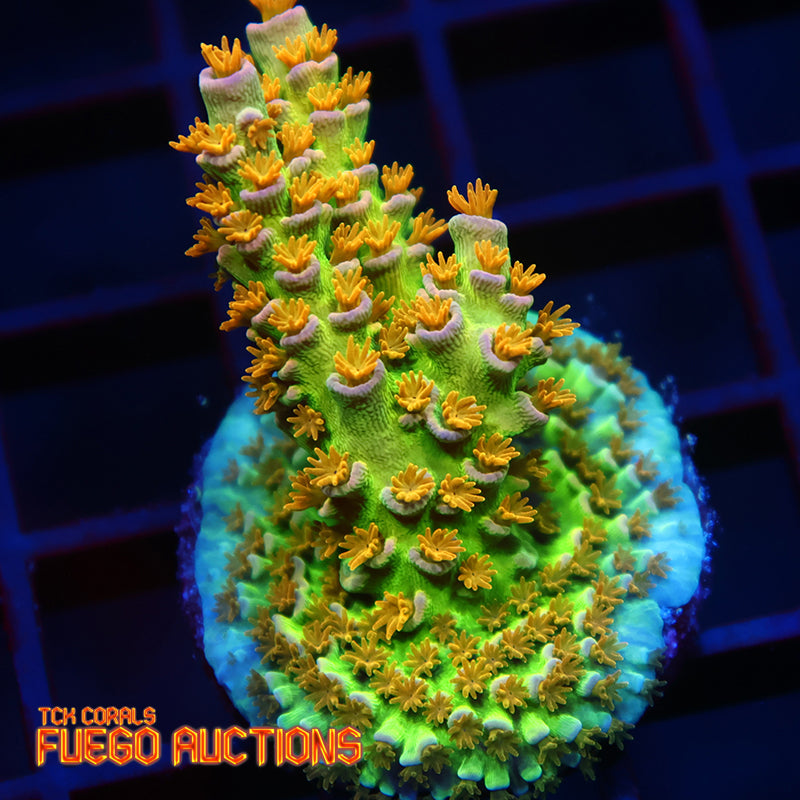 RRC Orange Passion Mini Colony