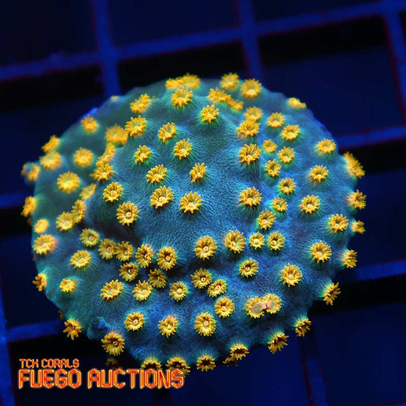 Zoolander Cyphastrea