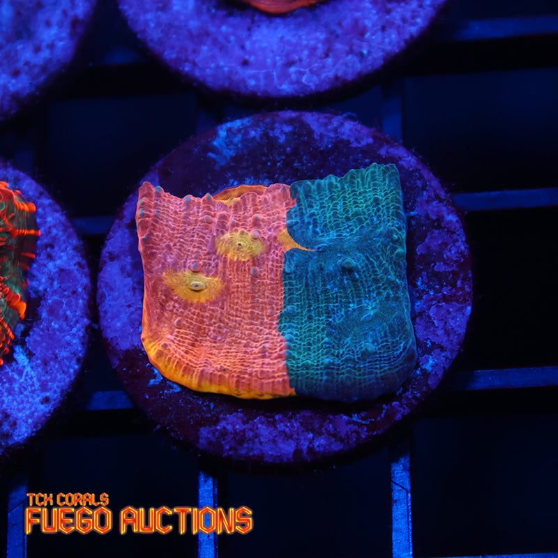 TCK Split Rainbow Sunrise Chalice