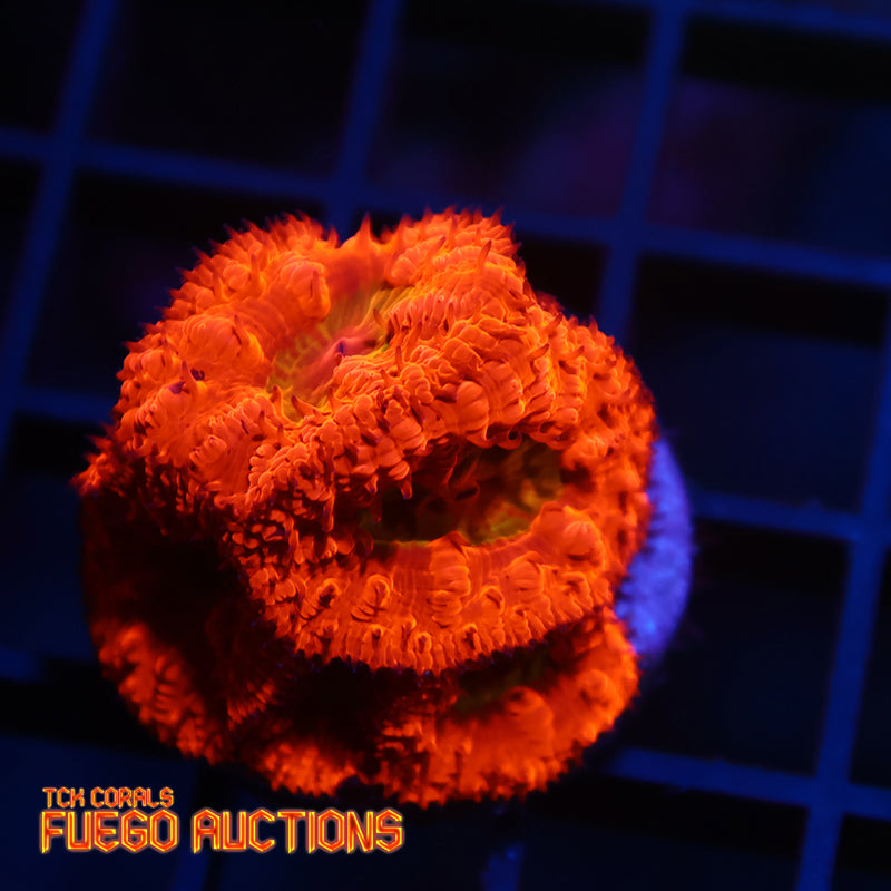 WWC Rainbow Blasto Mini Colony