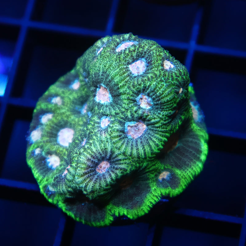 TCK Sparkly Green Favia