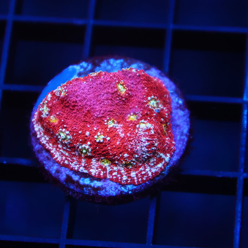 TCK Paint Splatter Chalice