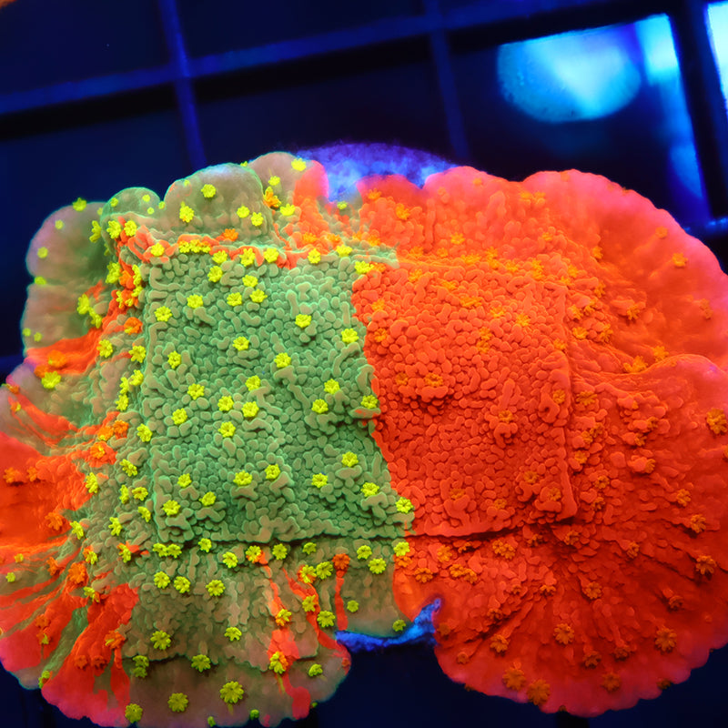 WWC Grafted Sunfire Monti