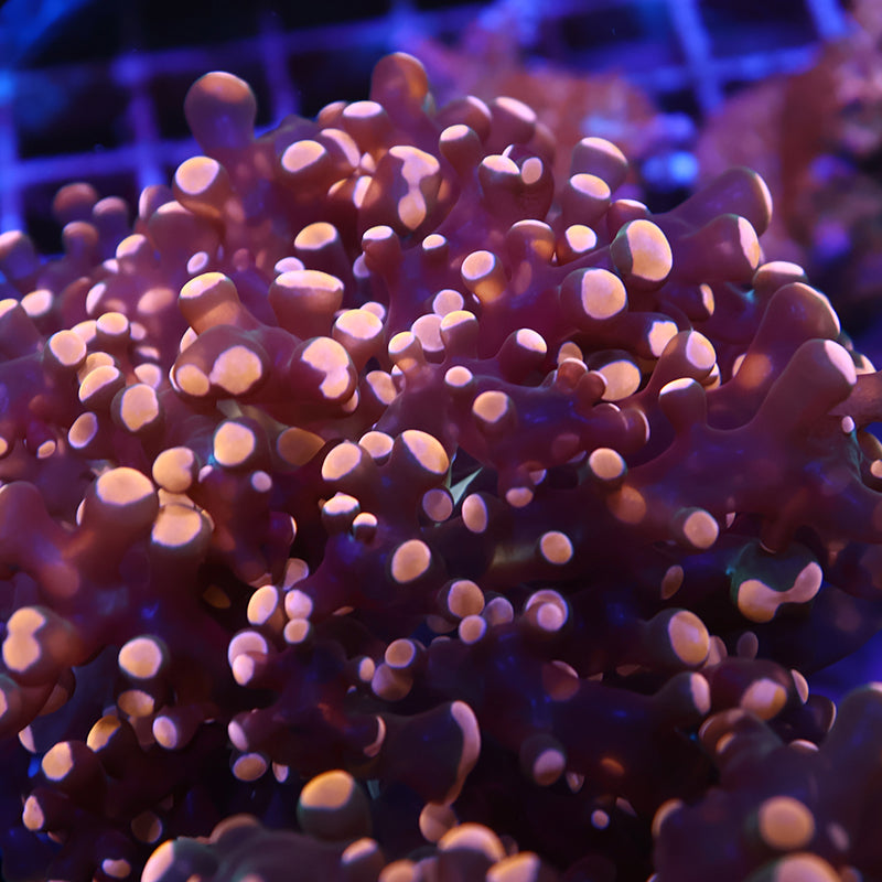 TCK Branching Gold Frogspawn