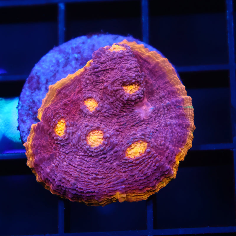 TCK Pink Rainbow Chalice