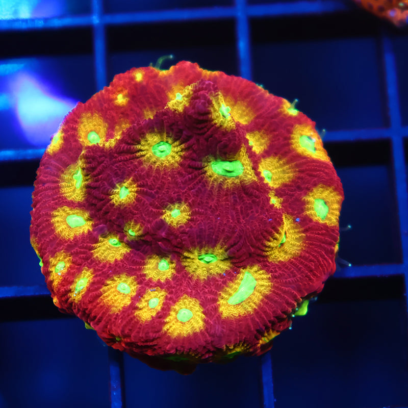 TCK Ring of Fire Favia