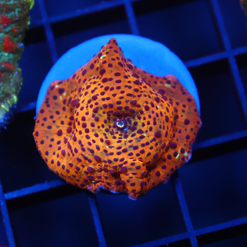 TCK Golden Leopard Mushroom