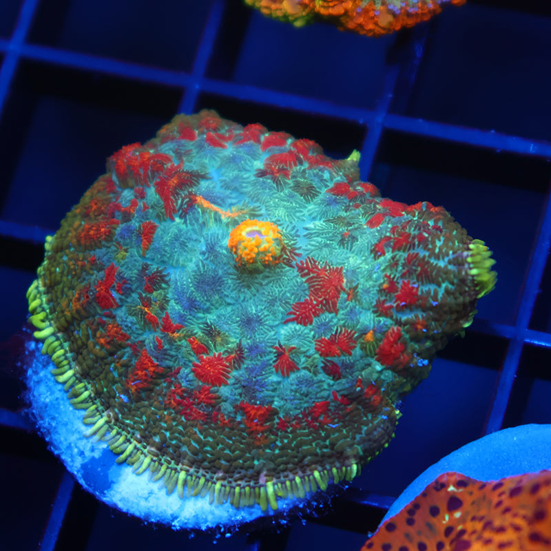 TCK Rainbow Rhodactis