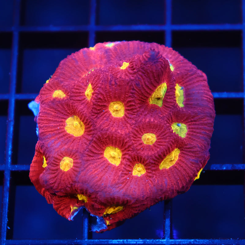 TCK Yellow Eye War Coral