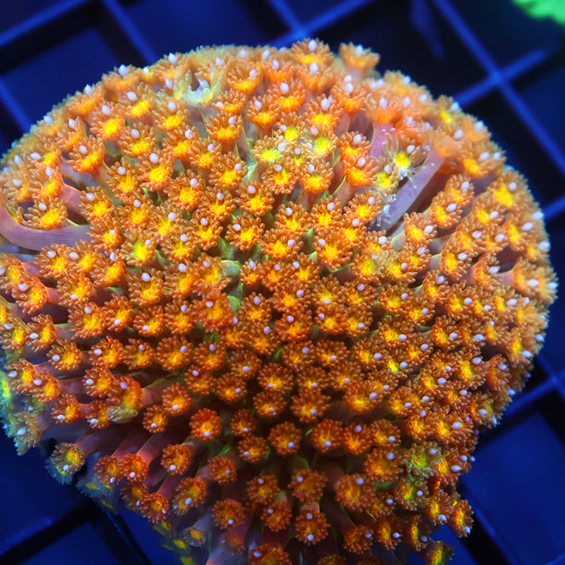 TCK Oddball Bernardpora Mini Colony