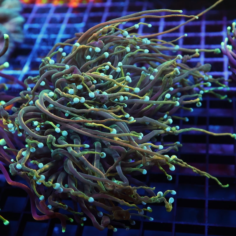 TCK Indo Tamer Torch