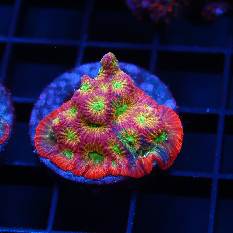 JF Dayglo Favia