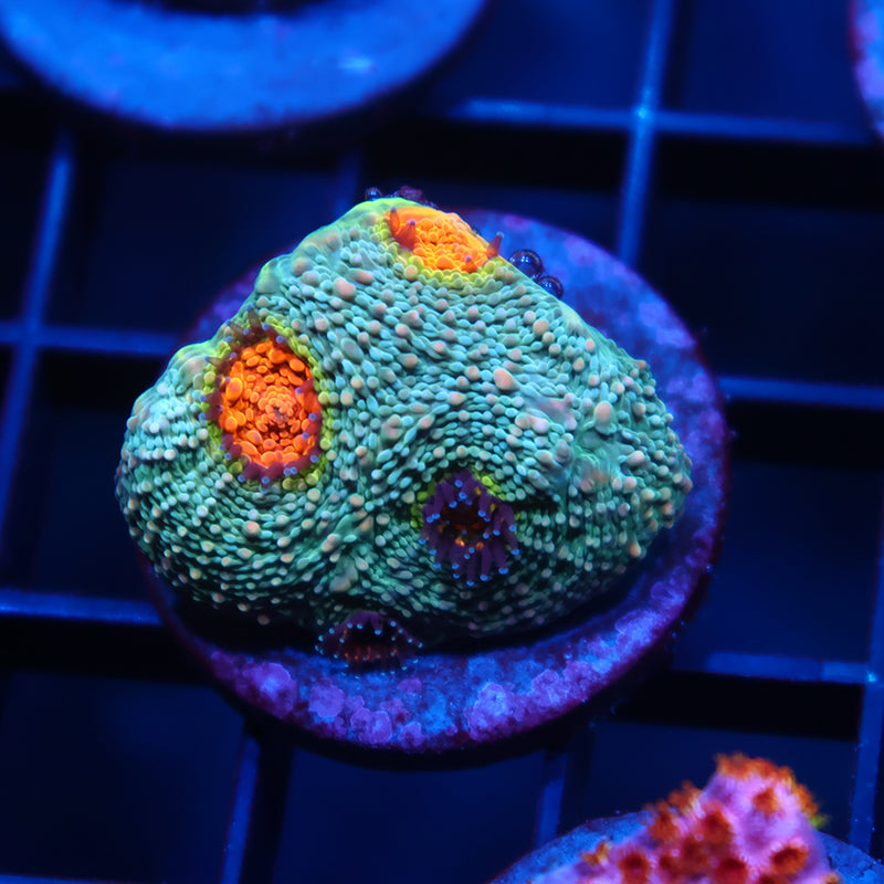 TCK Rainbow Echinata