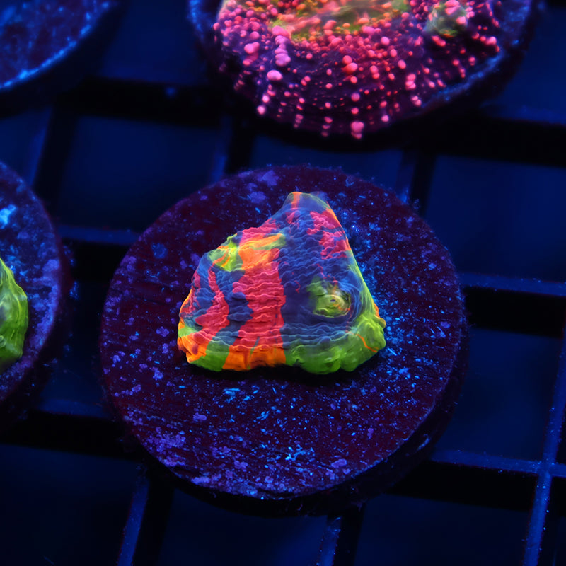 TCK Insane Jellybean Rainbow Chalice