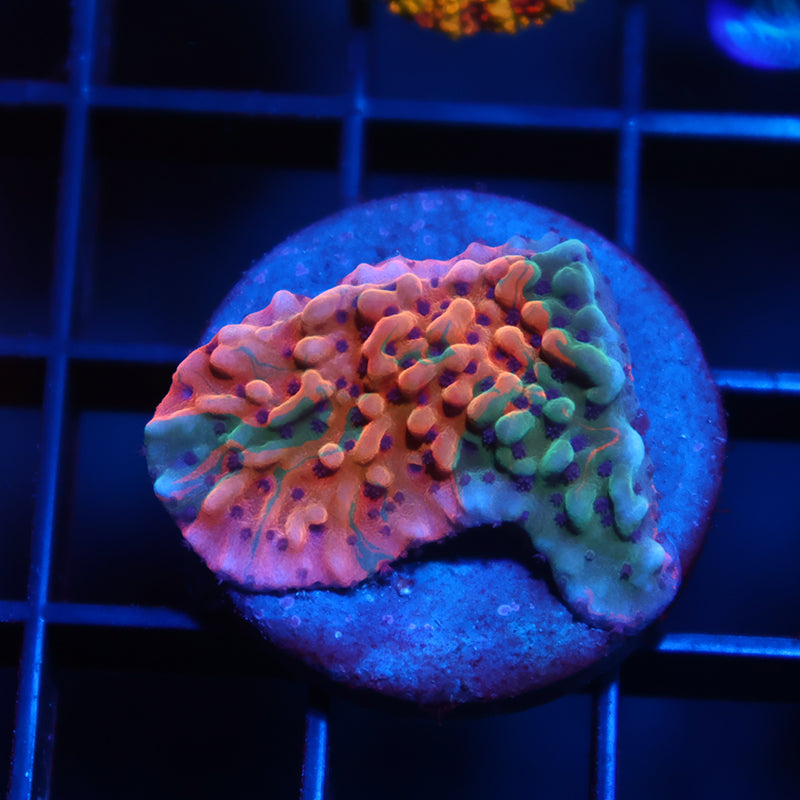 TCK Grafted Slowburn Monti