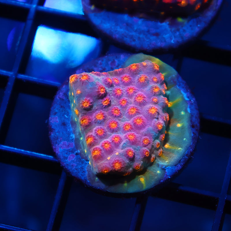 TCK Rainbow Comet Cyphastrea