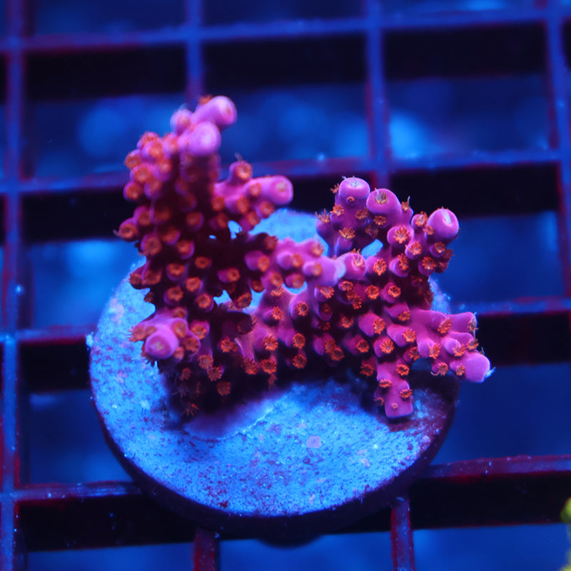 ARC Fireworks Mini Colony