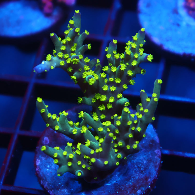 TCK Bonsai Mini Colony