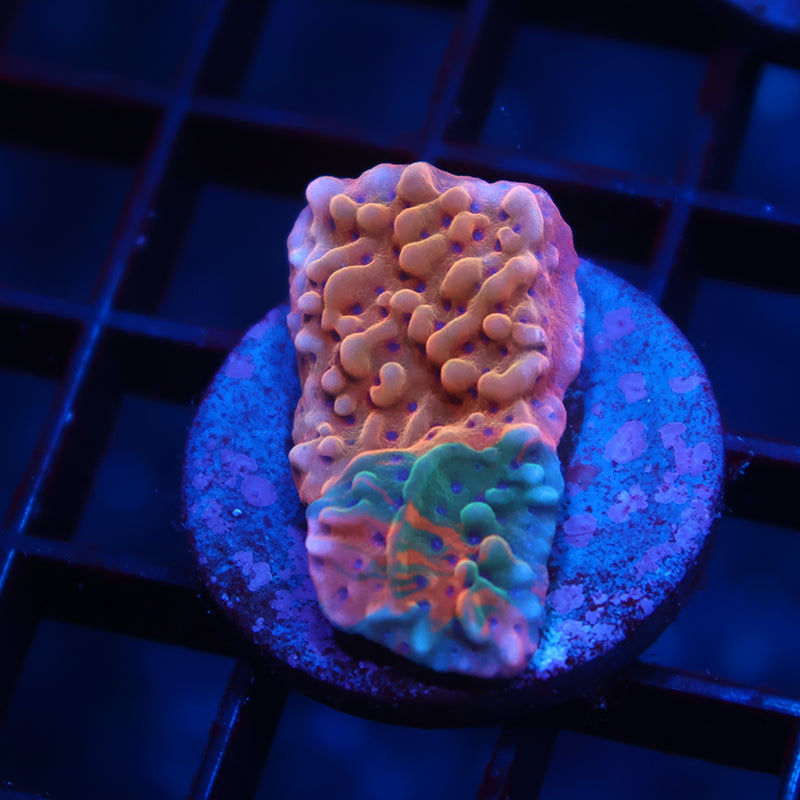 TCK Grafted Slowburn Monti