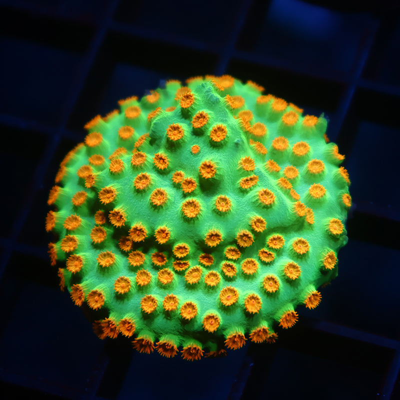 TCK Reptar Cyphastrea Mini Colony