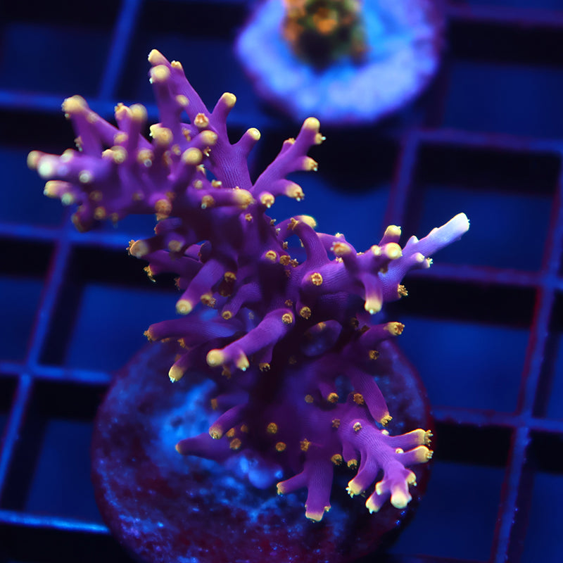WWC Red Ferrari Mini Colony