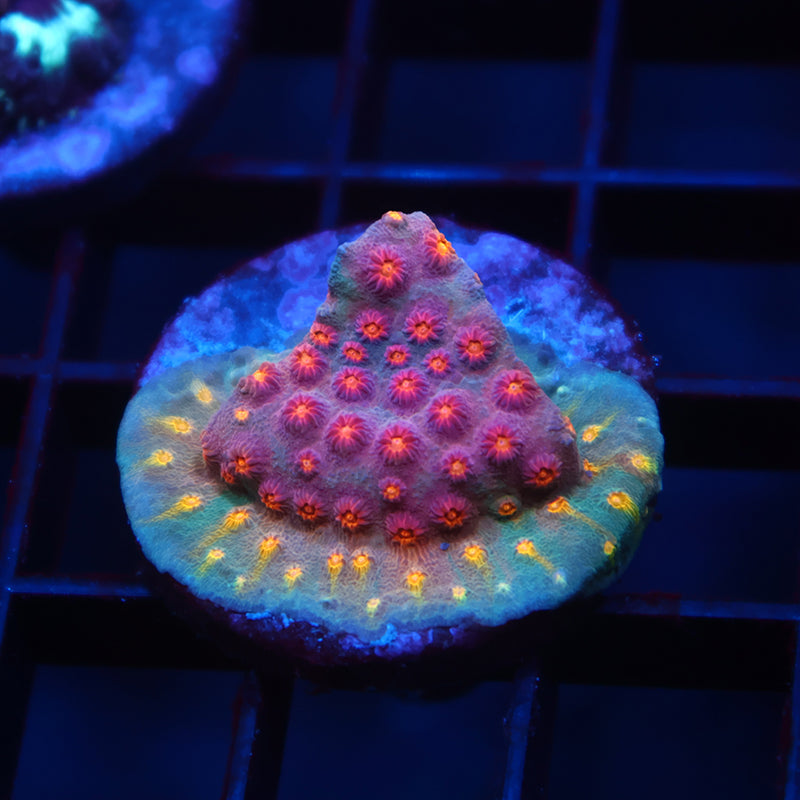 TCK Rainbow Comet Cyphastrea