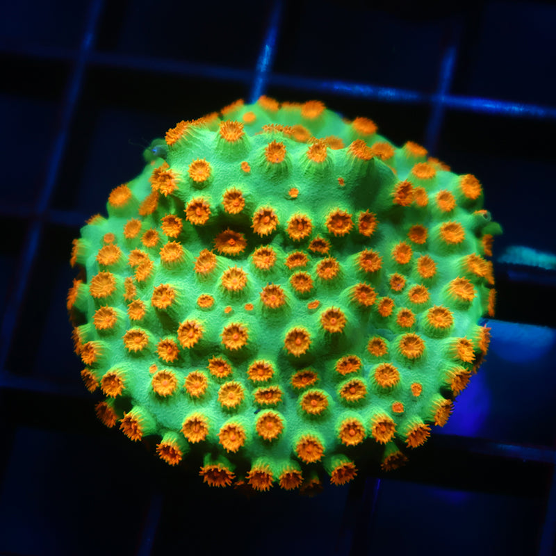 TCK Reptar Cyphastrea Mini Colony
