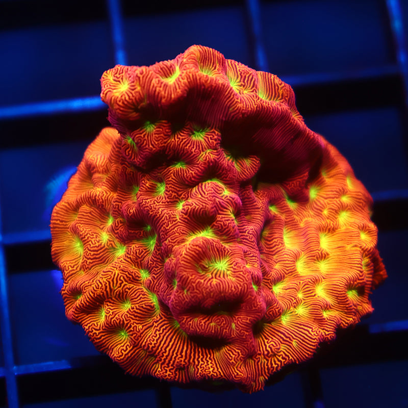 JF Jack-O-Lantern Lepto