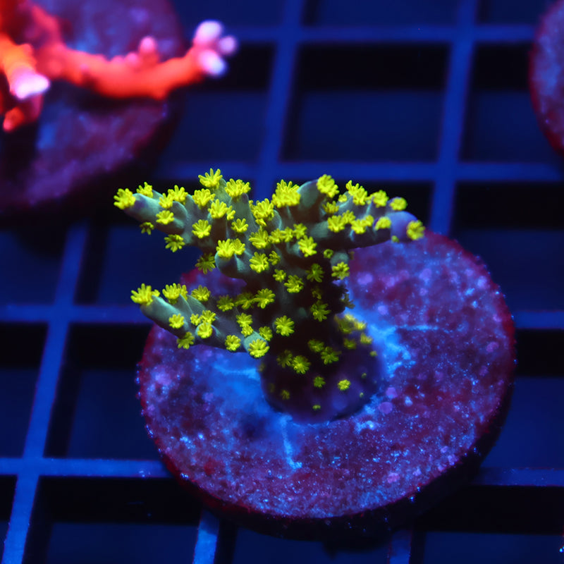 TCK Bonsai