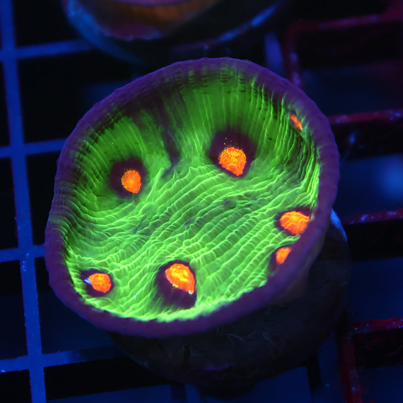 JF Raja Rampage Chalice