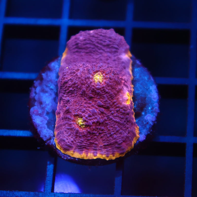 TCK Pink Rainbow Chalice