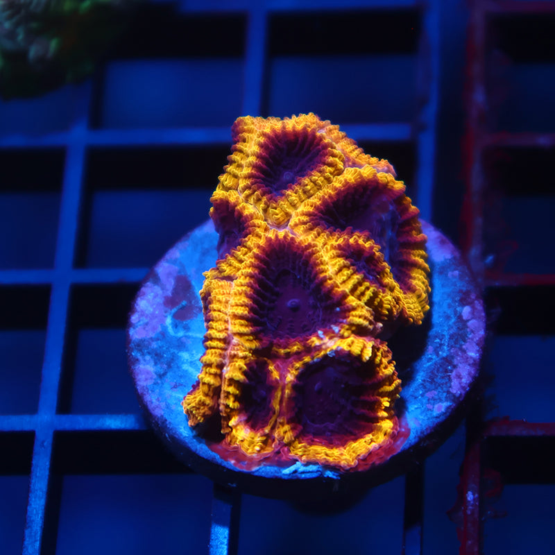 TCK Wolverine Favia Mini Colony