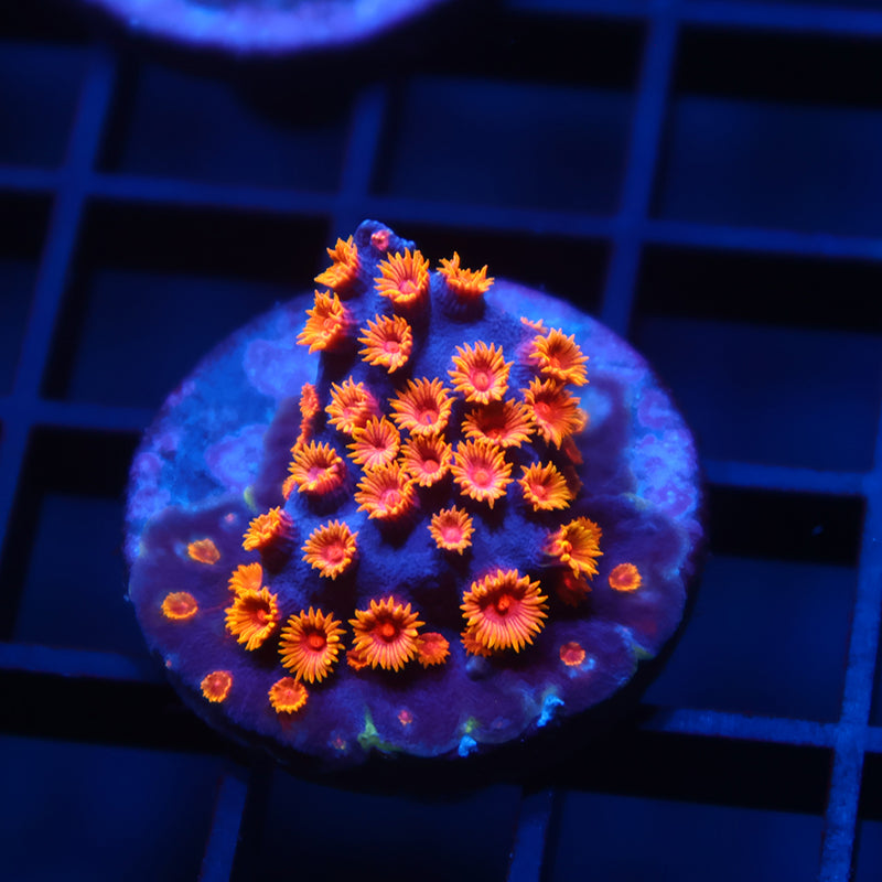 WWC Bizarro Cyphastrea
