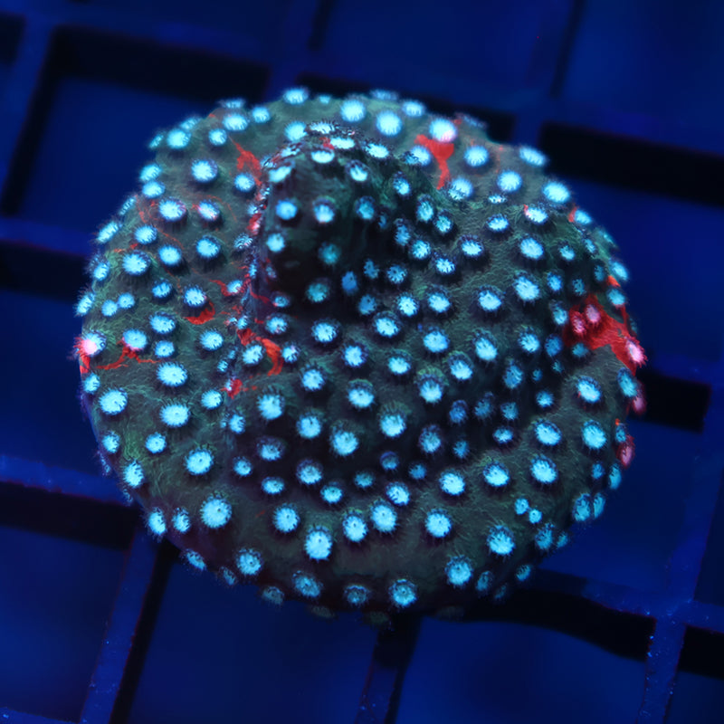 JF Fender Bender Cyphastrea Mini Colony