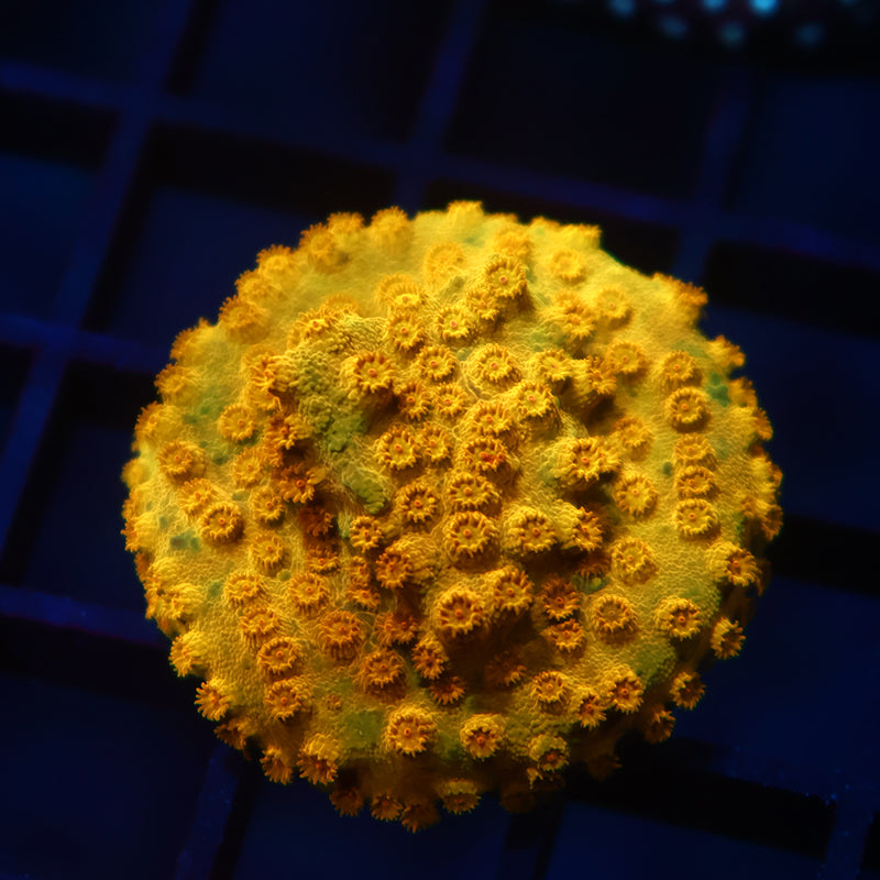 TCK Yellow Cyphastrea