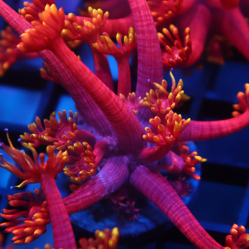 TCK Insane Flame Tip Goni