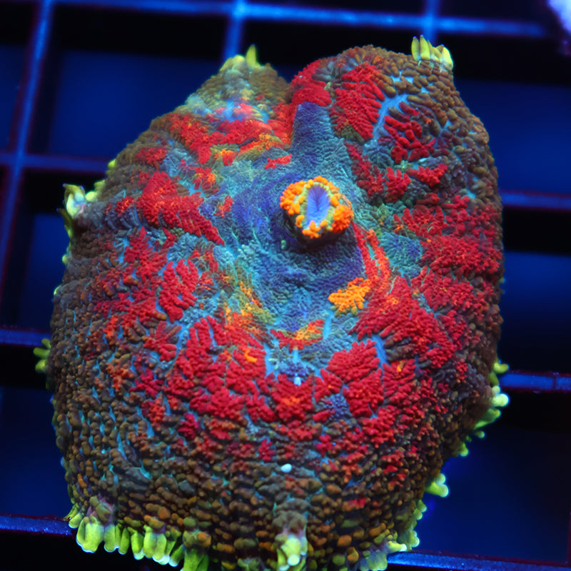 TCK Rainbow Rhodactis