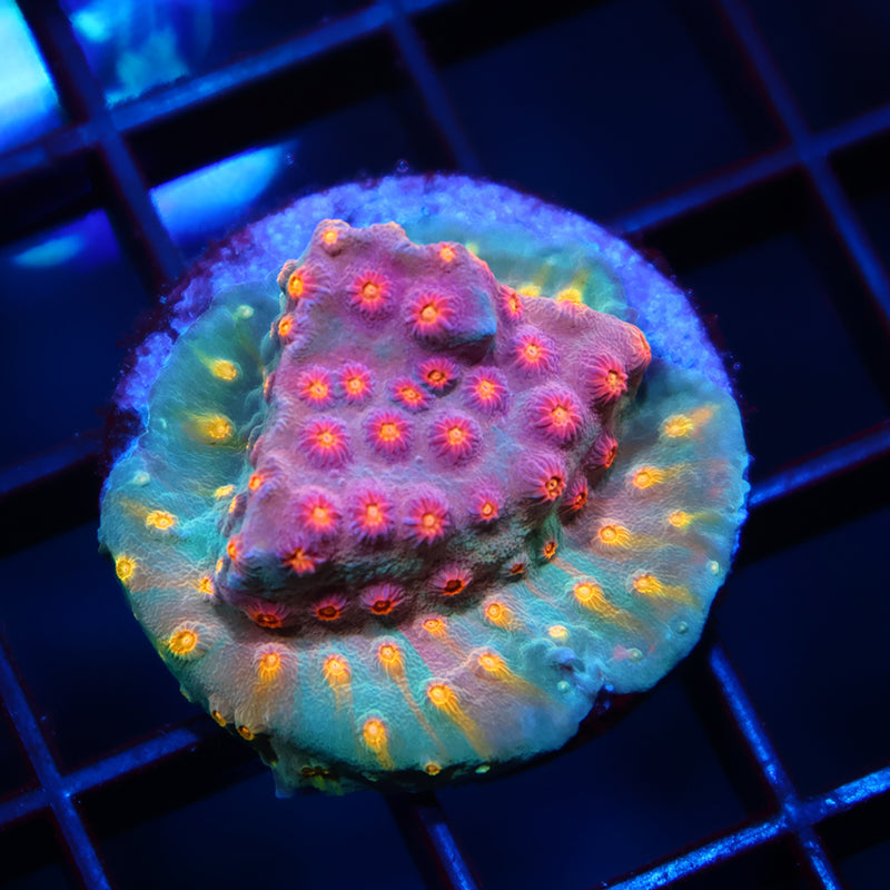 TCK Rainbow Comet Cyphastrea