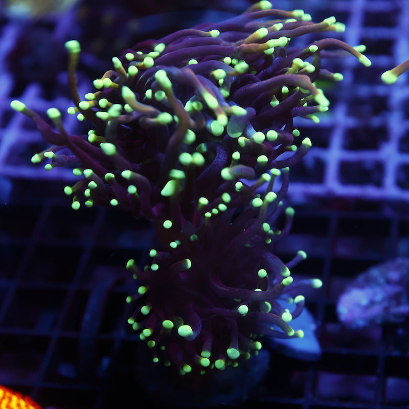 TCK Yellow Tip Indo Gold Torch