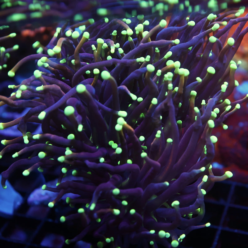 TCK Yellow Tip Indo Gold Torch