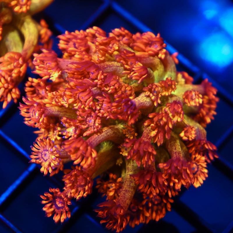 UC Amazeballs Goni Mini Colony