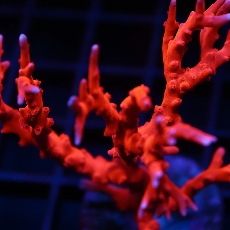 JF TNT Anacropora Mini Colony