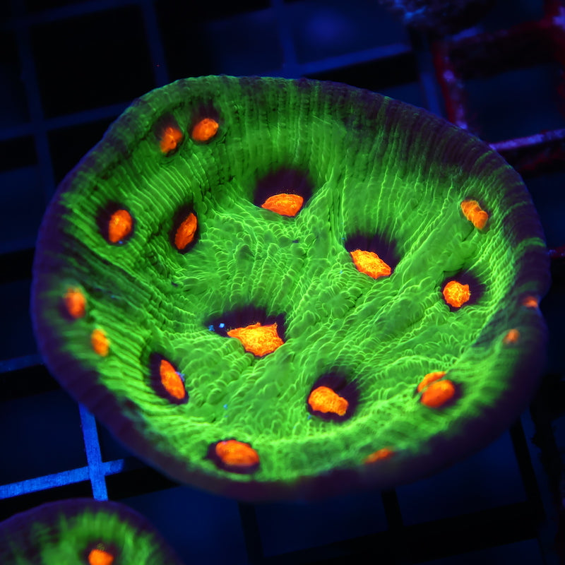 JF Raja Rampage Chalice Mini Colony