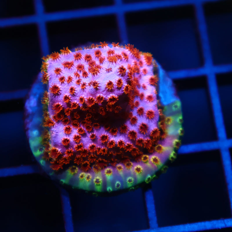 Skittled Bomb Cyphastrea