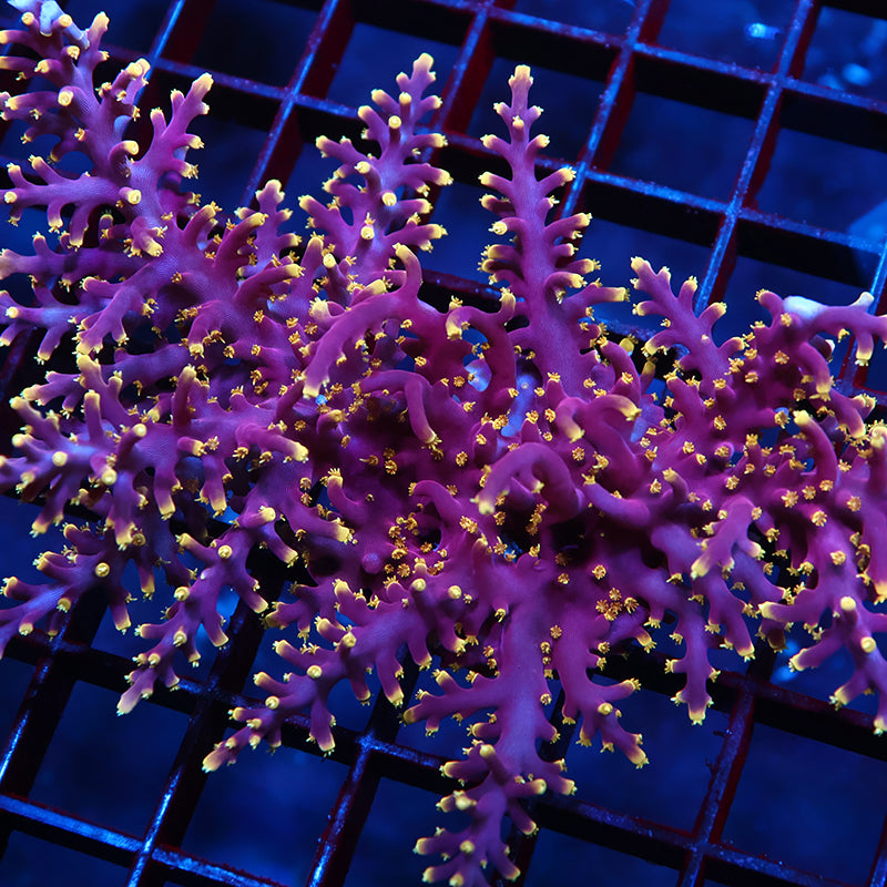 WWC Red Ferrari Colony