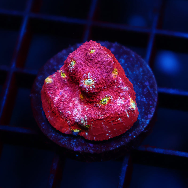 TCK Paint Splatter Chalice