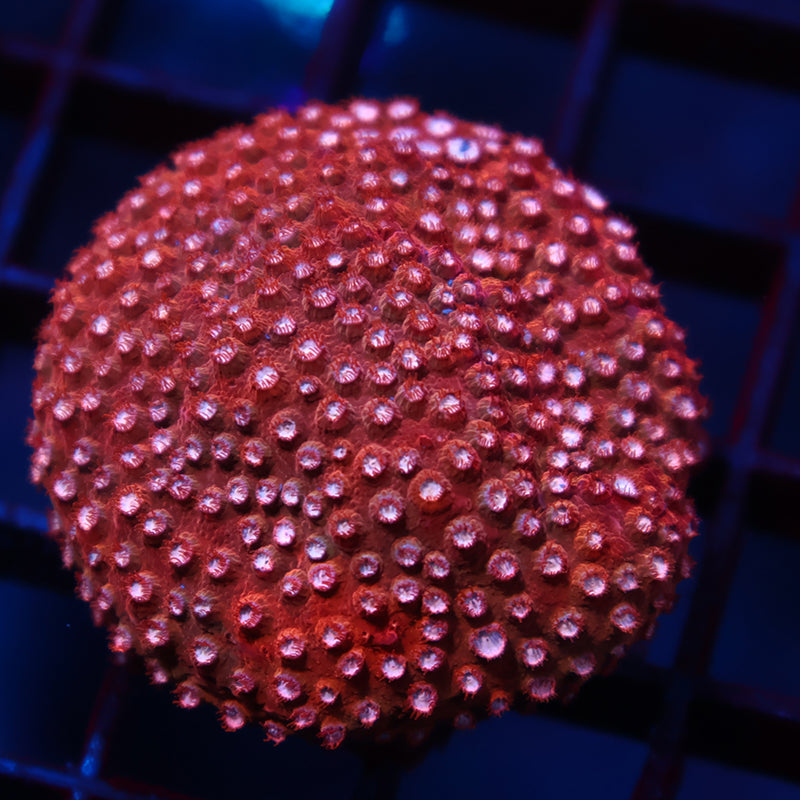 Peppermint Cyphastrea