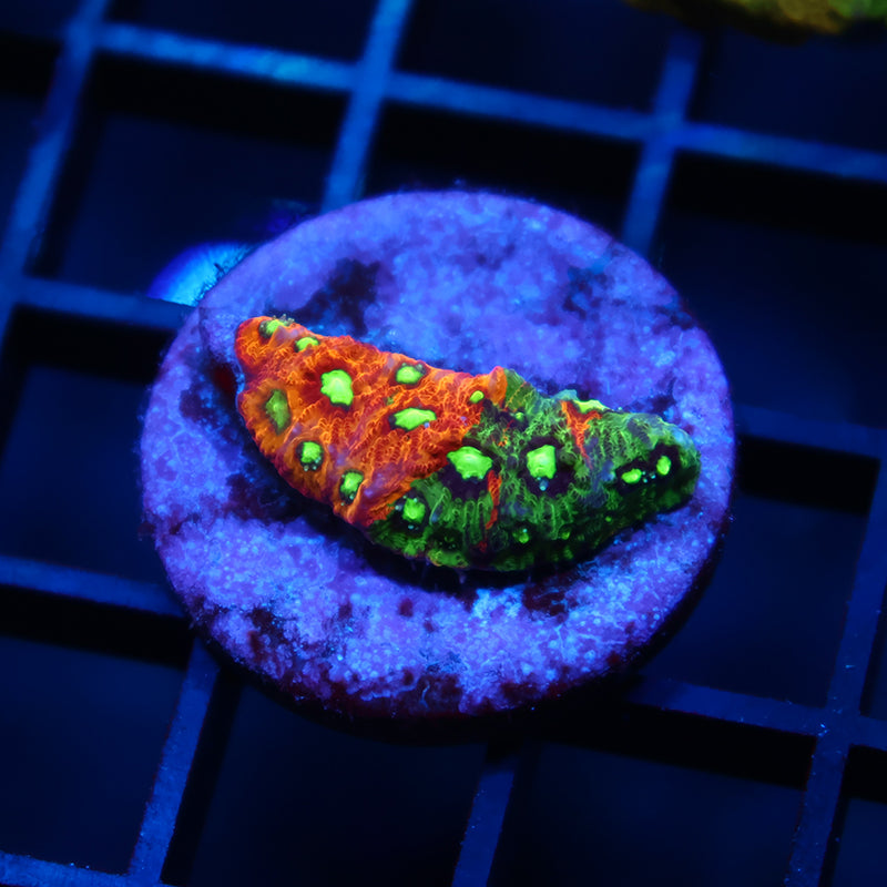 TCK Insane Grafted Favia to be Named