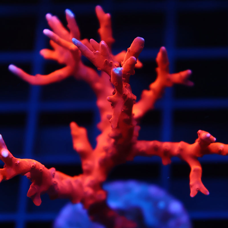 JF TNT Anacropora Mini Colony